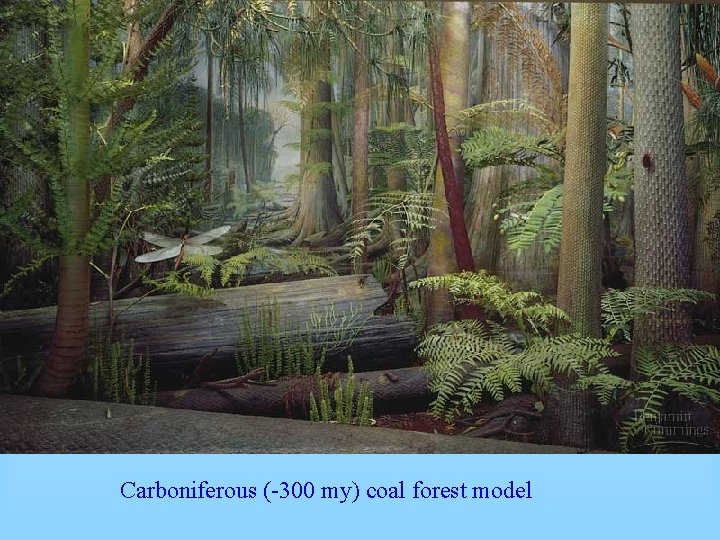 Carboniferous (-300 my) coal forest model 