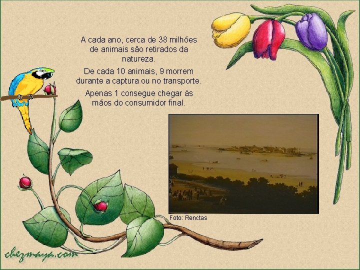 A cada ano, cerca de 38 milhões de animais são retirados da natureza. De