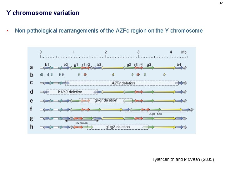 12 Y chromosome variation • Non-pathological rearrangements of the AZFc region on the Y