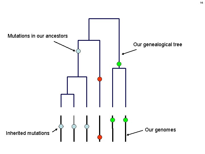 14 Mutations in our ancestors Our genealogical tree Inherited mutations Our genomes 