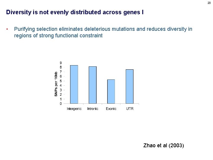 20 Diversity is not evenly distributed across genes I • Purifying selection eliminates deleterious