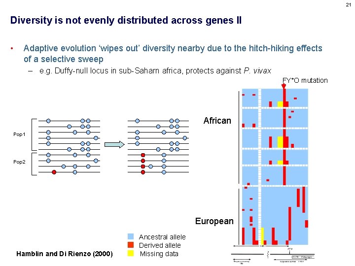 21 Diversity is not evenly distributed across genes II • Adaptive evolution ‘wipes out’