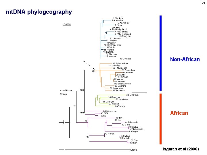 24 mt. DNA phylogeography Non-African Ingman et al (2000) 