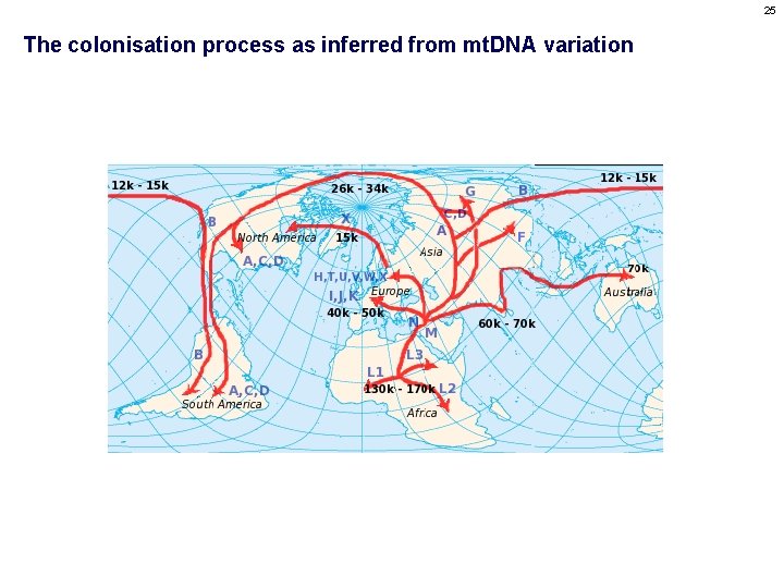 25 The colonisation process as inferred from mt. DNA variation 