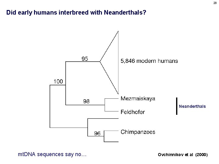 28 Did early humans interbreed with Neanderthals? Neanderthals mt. DNA sequences say no… Ovchinnikov