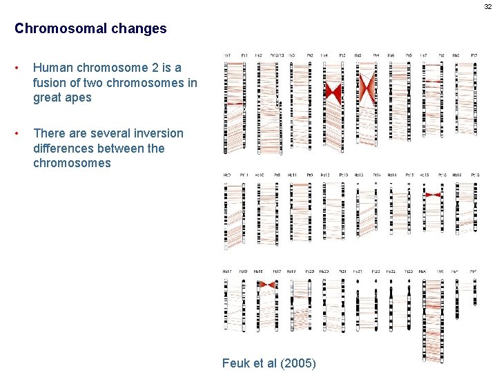 32 Chromosomal changes • Human chromosome 2 is a fusion of two chromosomes in