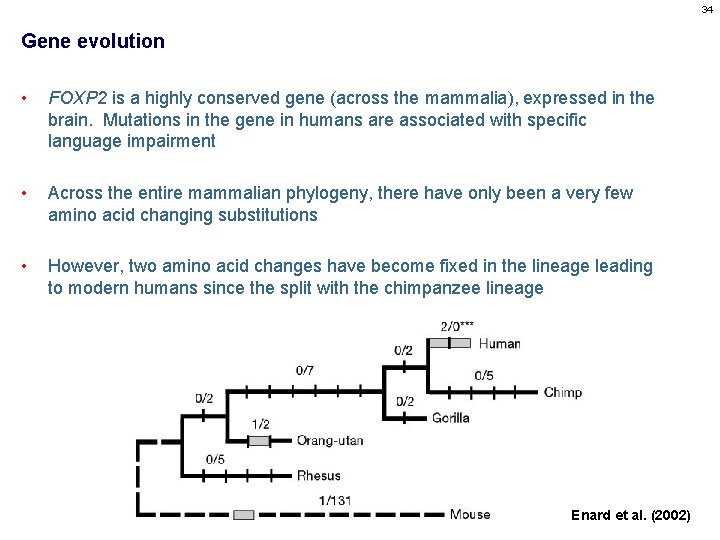 34 Gene evolution • FOXP 2 is a highly conserved gene (across the mammalia),
