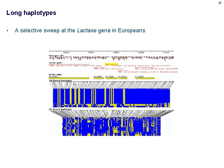 37 Long haplotypes • A selective sweep at the Lactase gene in Europeans 