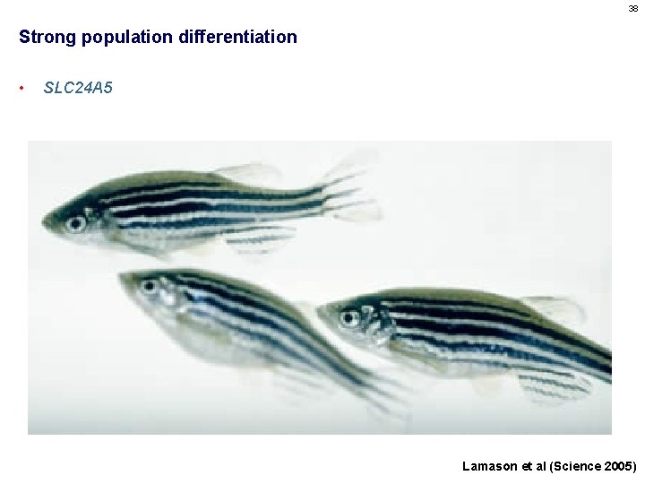 38 Strong population differentiation • SLC 24 A 5 Lamason et al (Science 2005)