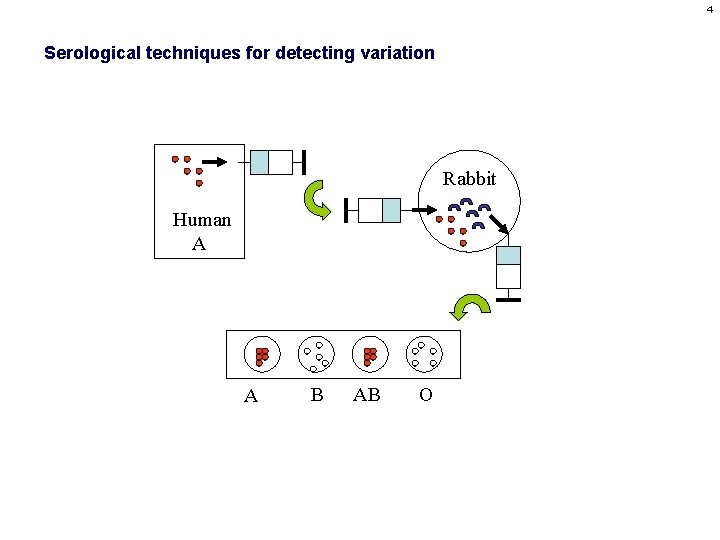 4 Serological techniques for detecting variation Rabbit Human A A B AB O 