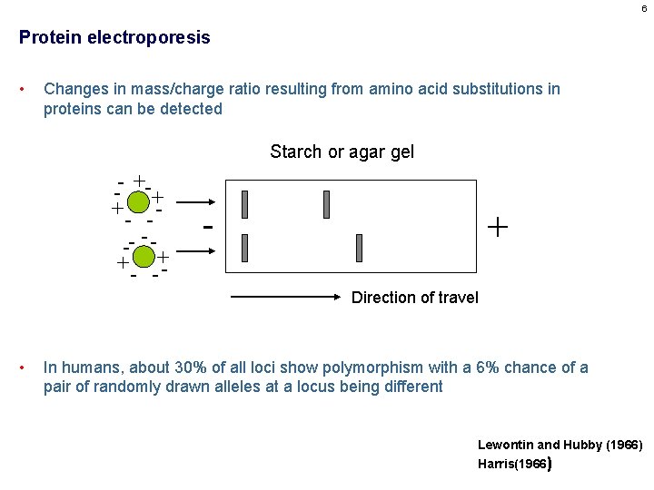 6 Protein electroporesis • Changes in mass/charge ratio resulting from amino acid substitutions in