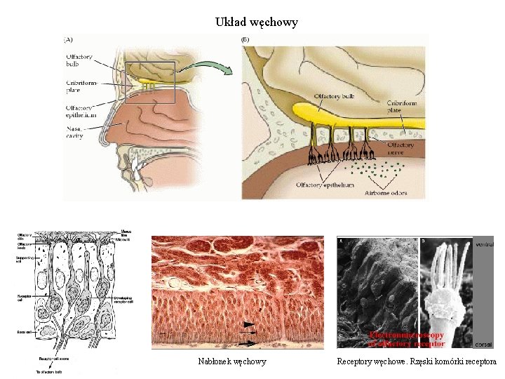 Układ węchowy Nabłonek węchowy Receptory węchowe. Rzęski komórki receptora 