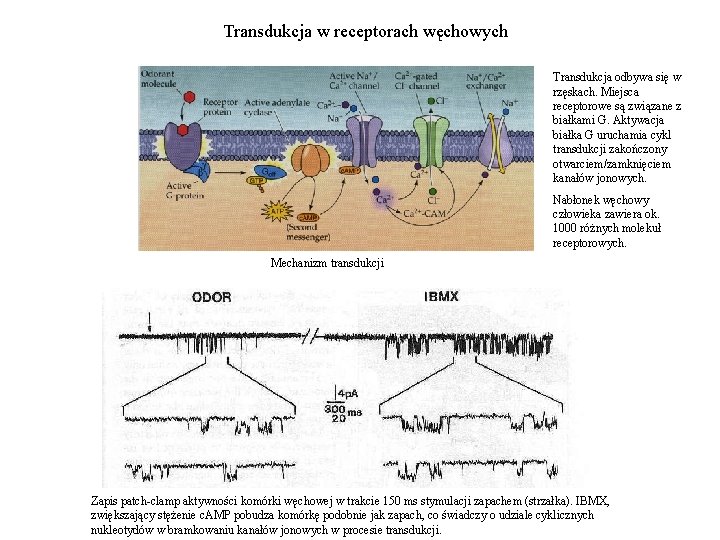 Transdukcja w receptorach węchowych Transdukcja odbywa się w rzęskach. Miejsca receptorowe są związane z