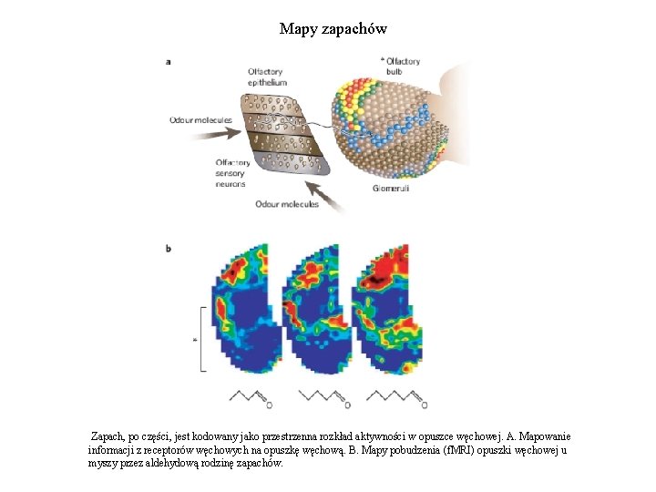 Mapy zapachów Zapach, po części, jest kodowany jako przestrzenna rozkład aktywności w opuszce węchowej.