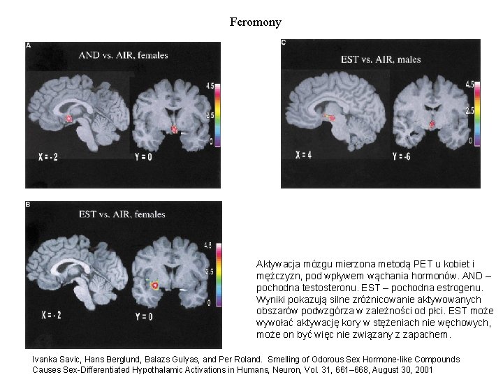 Feromony Aktywacja mózgu mierzona metodą PET u kobiet i mężczyzn, pod wpływem wąchania hormonów.