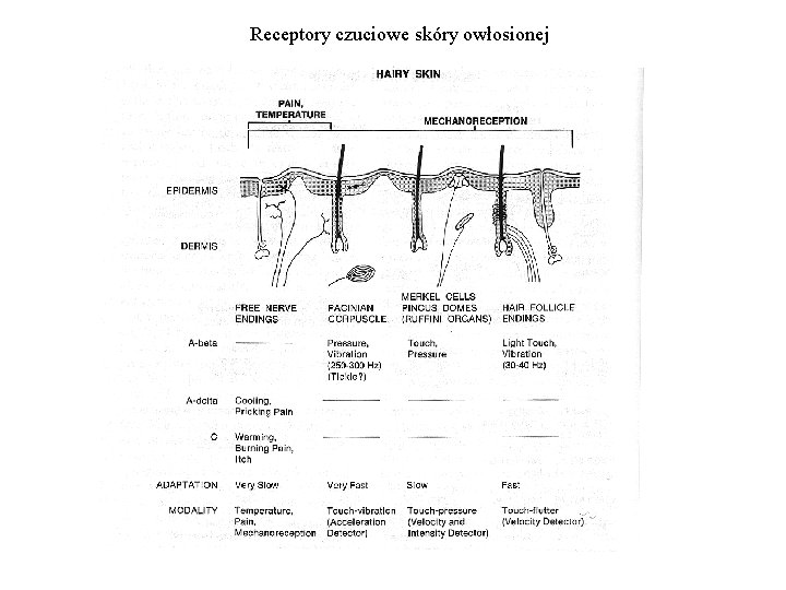 Receptory czuciowe skóry owłosionej 