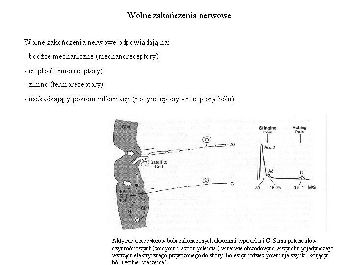 Wolne zakończenia nerwowe odpowiadają na: - bodźce mechaniczne (mechanoreceptory) - ciepło (termoreceptory) - zimno