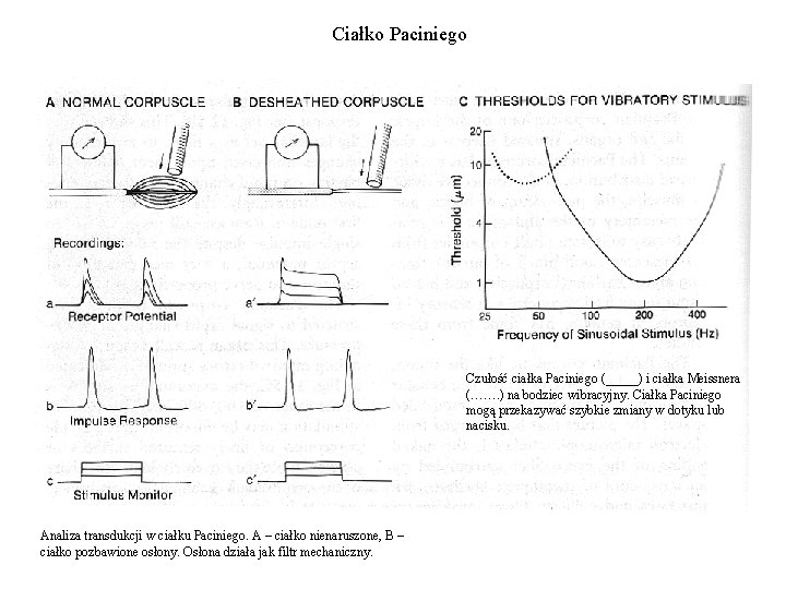 Ciałko Paciniego Czułość ciałka Paciniego (_____) i ciałka Meissnera (……. ) na bodziec wibracyjny.