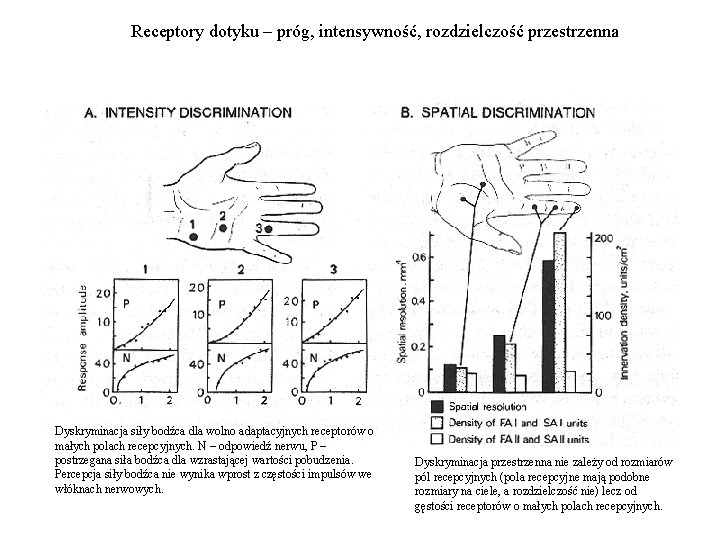 Receptory dotyku – próg, intensywność, rozdzielczość przestrzenna Dyskryminacja siły bodźca dla wolno adaptacyjnych receptorów