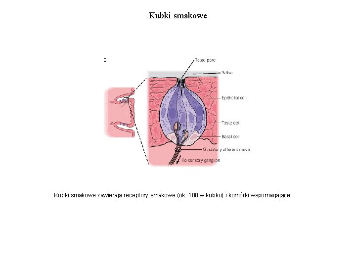 Kubki smakowe zawieraja receptory smakowe (ok. 100 w kubku) i komórki wspomagające. 