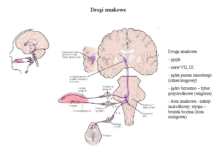 Drogi smakowe Droga smakowa: - język - nerw VII, IX - jądra pasma samotnego