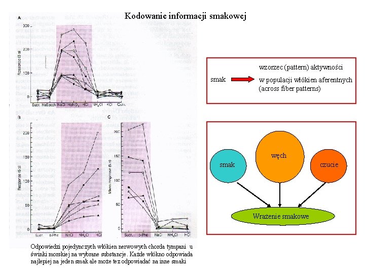 Kodowanie informacji smakowej wzorzec (pattern) aktywności smak w populacji włókien aferentnych (across fiber patterns)