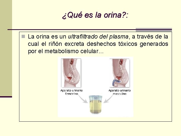 ¿Qué es la orina? : n La orina es un ultrafiltrado del plasma, a ¿Qué es la orina? : n La orina es un ultrafiltrado del plasma, a