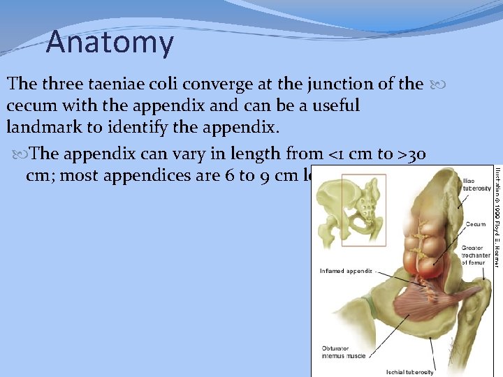 Anatomy The three taeniae coli converge at the junction of the cecum with the