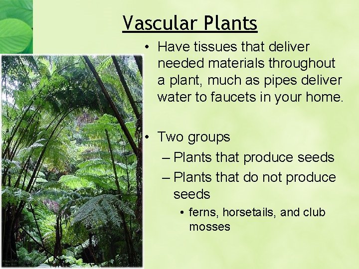 Vascular Plants • Have tissues that deliver needed materials throughout a plant, much as