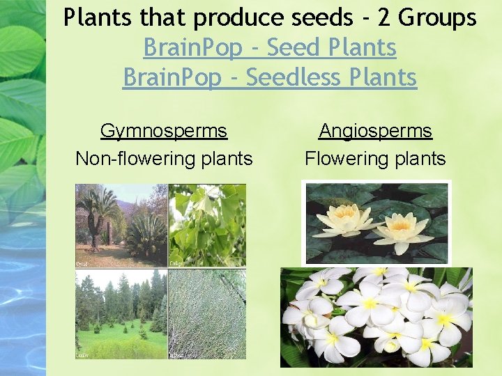 Plants that produce seeds - 2 Groups Brain. Pop - Seed Plants Brain. Pop