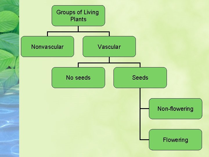 Groups of Living Plants Nonvascular Vascular No seeds Seeds Non-flowering Flowering 