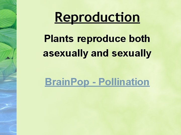 Reproduction Plants reproduce both asexually and sexually Brain. Pop - Pollination 