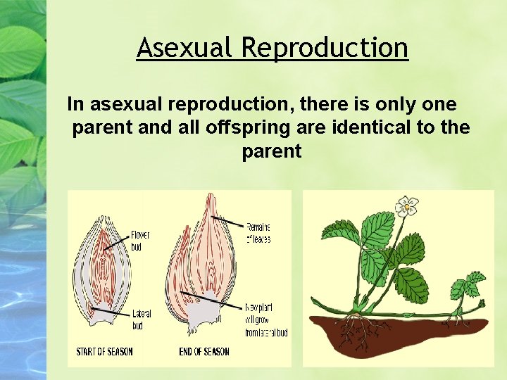 Asexual Reproduction In asexual reproduction, there is only one parent and all offspring are