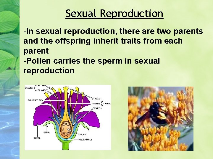 Sexual Reproduction -In sexual reproduction, there are two parents and the offspring inherit traits