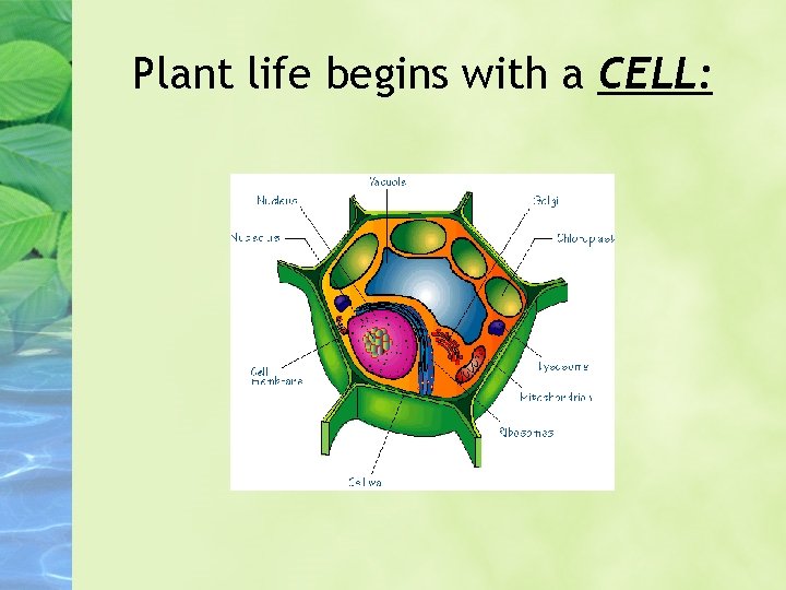 Plant life begins with a CELL: 