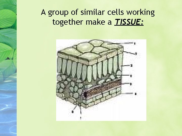 A group of similar cells working together make a TISSUE: 