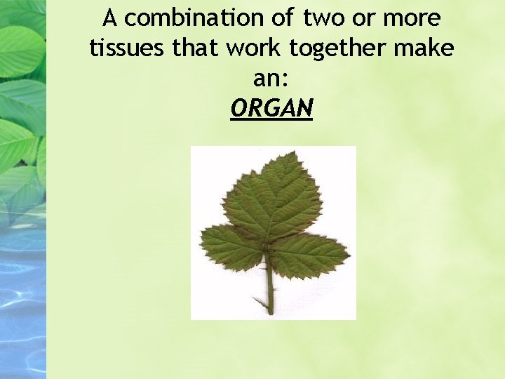 A combination of two or more tissues that work together make an: ORGAN 