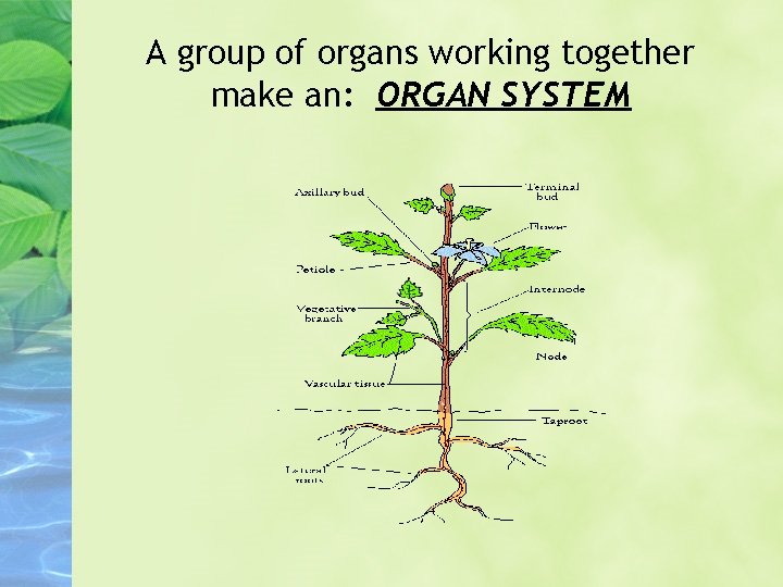 A group of organs working together make an: ORGAN SYSTEM 