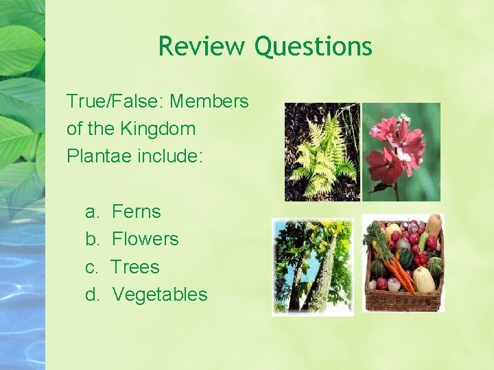 Review Questions True/False: Members of the Kingdom Plantae include: a. b. c. d. Ferns