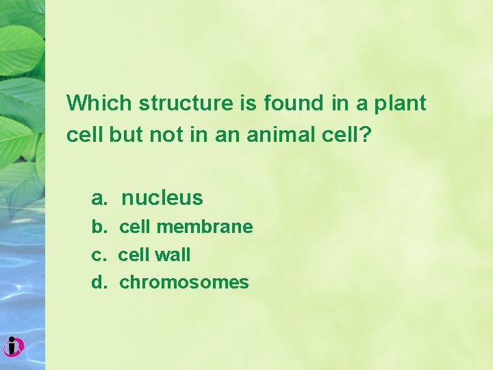 Which structure is found in a plant cell but not in an animal cell?