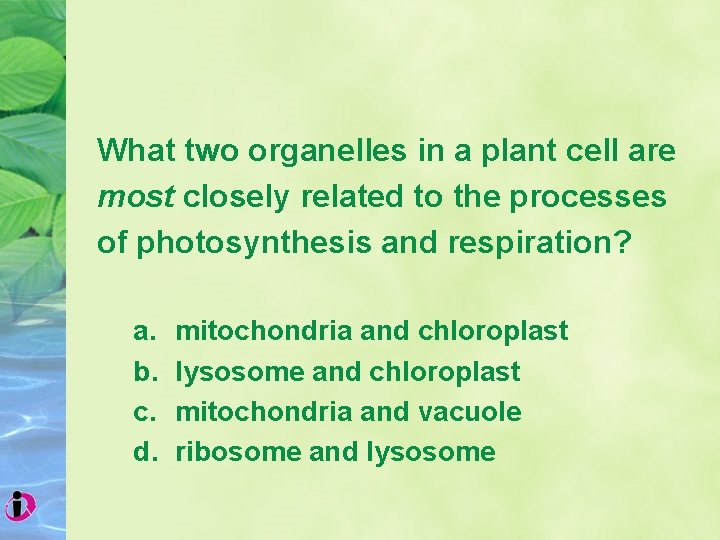 What two organelles in a plant cell are most closely related to the processes