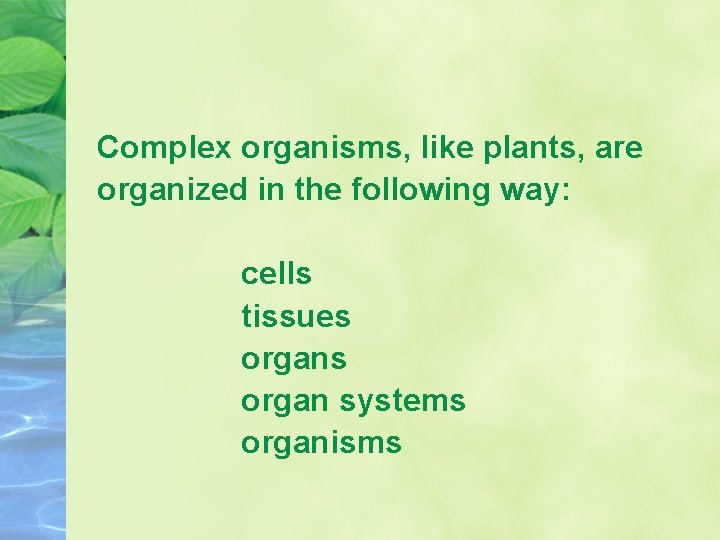 Complex organisms, like plants, are organized in the following way: cells tissues organ systems