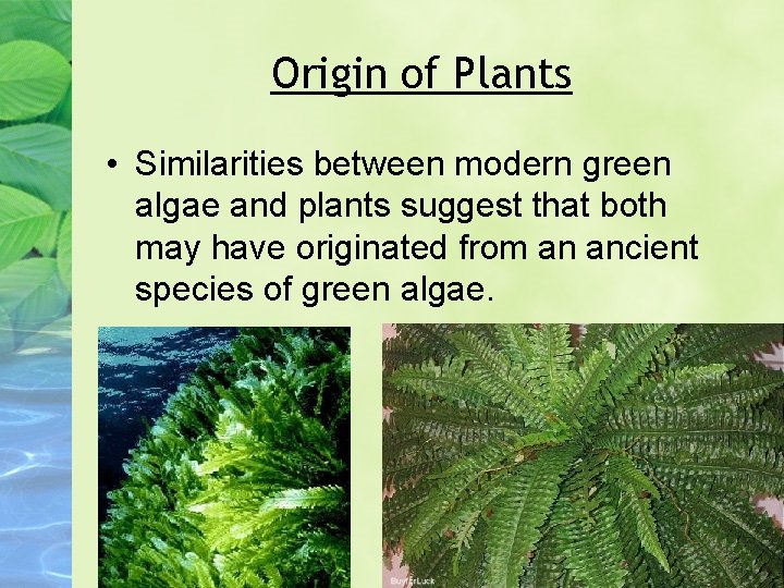 Origin of Plants • Similarities between modern green algae and plants suggest that both