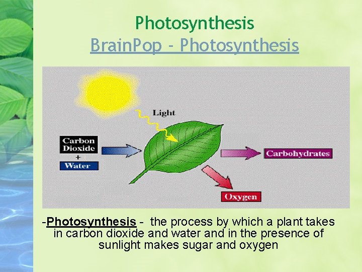 Photosynthesis Brain. Pop - Photosynthesis - the process by which a plant takes in