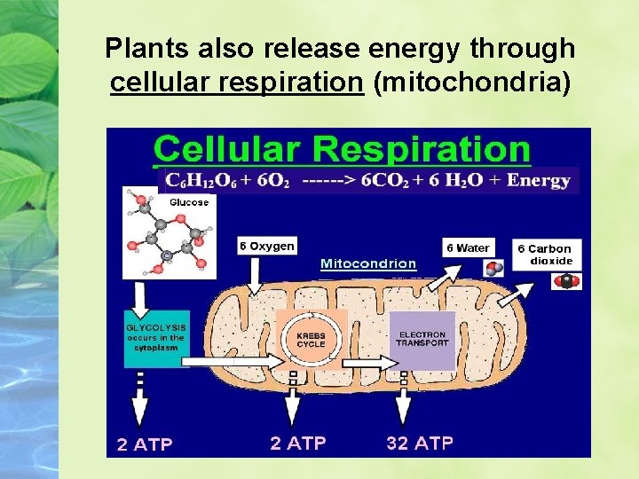 Plants also release energy through cellular respiration (mitochondria) 