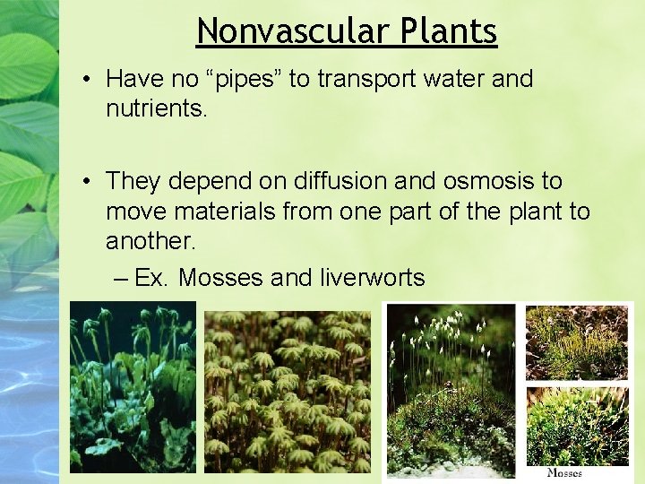 Nonvascular Plants • Have no “pipes” to transport water and nutrients. • They depend
