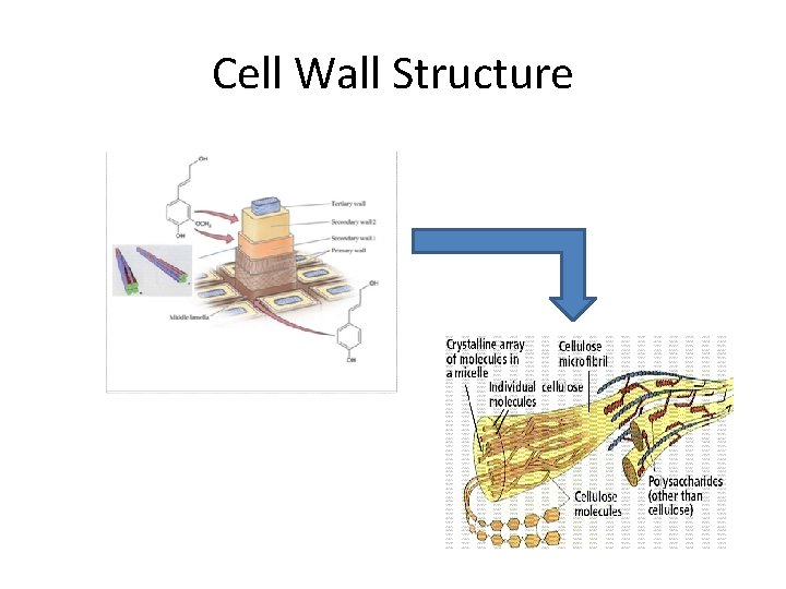 Cell Wall Structure 