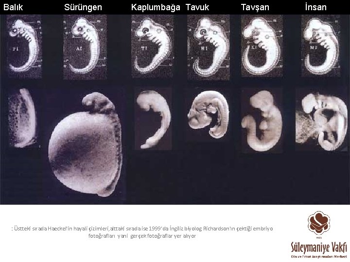 Balık Sürüngen Kaplumbağa Tavuk Tavşan İnsan : Üstteki sırada Haeckel'in hayali çizimleri, alttaki sırada