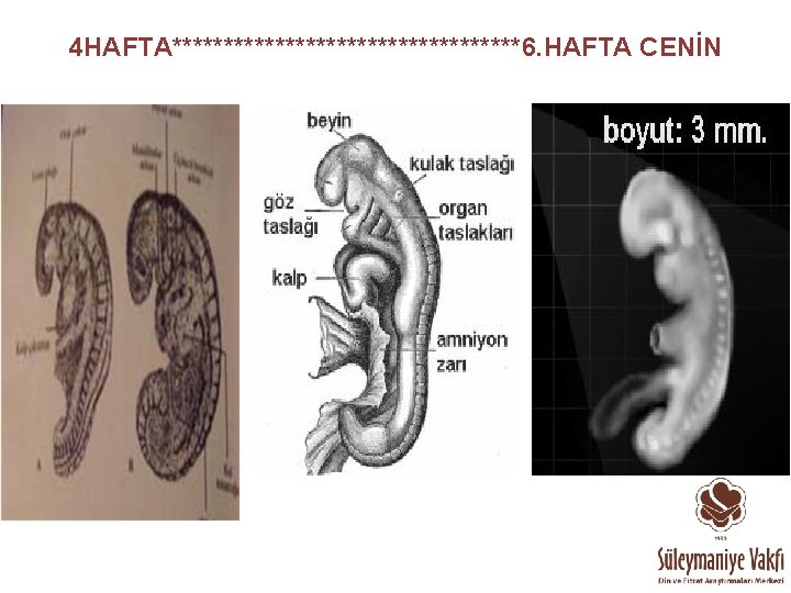 4 HAFTA*****************6. HAFTA CENİN 