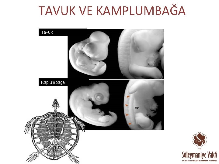 TAVUK VE KAMPLUMBAĞA Tavuk Kaplumbağa 